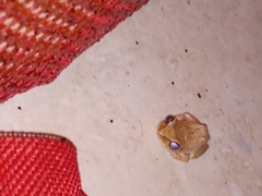 Eleutherodactylus antillensis