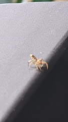 Cosmophasis bitaeniata