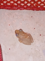 Eleutherodactylus antillensis