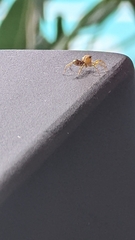 Cosmophasis bitaeniata