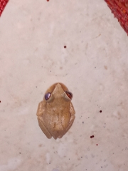 Eleutherodactylus antillensis