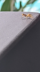 Cosmophasis bitaeniata