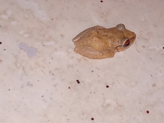 Eleutherodactylus antillensis