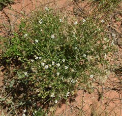Vittadinia