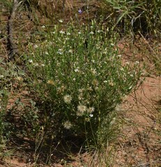 Vittadinia