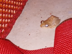 Eleutherodactylus antillensis