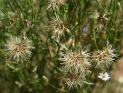 Vittadinia