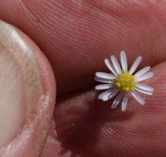 Vittadinia