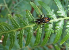Austrovelinus varius