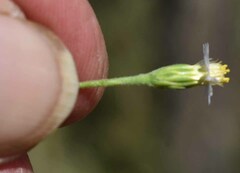 Vittadinia