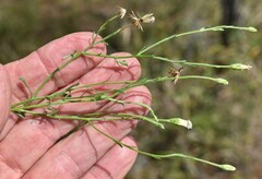 Vittadinia