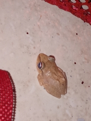 Eleutherodactylus antillensis