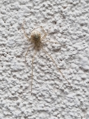 Cryptachaea gigantipes