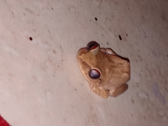 Eleutherodactylus antillensis