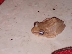 Eleutherodactylus antillensis