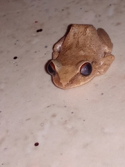 Eleutherodactylus antillensis