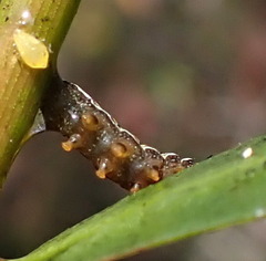 Spodoptera eridania