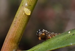Spodoptera eridania