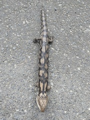 Tiliqua nigrolutea