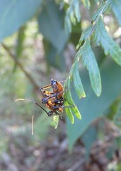 Austrovelinus varius
