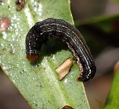 Spodoptera eridania