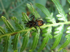 Austrovelinus varius