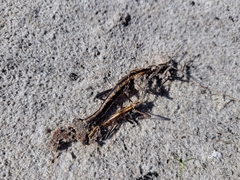 Anisomorpha buprestoides