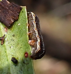 Spodoptera eridania