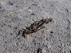 Anisomorpha buprestoides