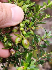 Coprosma nitida
