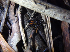 Austrovelinus varius