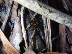 Austrovelinus varius