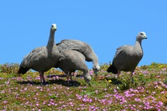 Cereopsis novaehollandiae