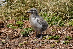 Chroicocephalus novaehollandiae novaehollandiae