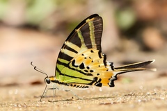 Graphium antiphates itamputi