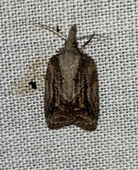 Platynota idaeusalis