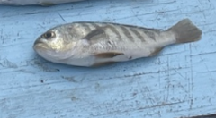 Larimus fasciatus