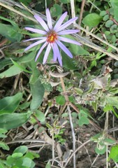 Symphyotrichum oblongifolium