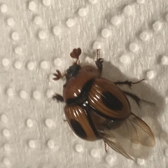 Bolbocerosoma confusum