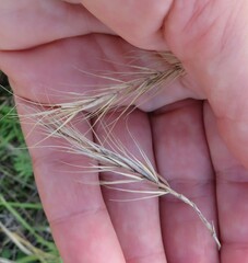 Elymus canadensis
