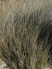 Juncus roemerianus