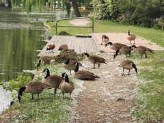 Branta canadensis maxima