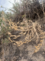 Astragalus adanus