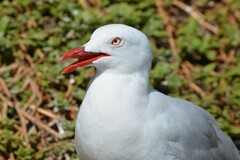 Chroicocephalus novaehollandiae novaehollandiae