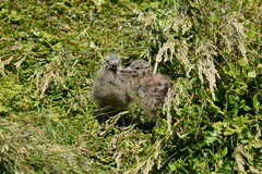 Chroicocephalus novaehollandiae novaehollandiae