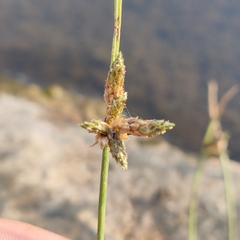 Isolepis