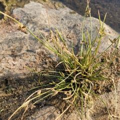 Isolepis