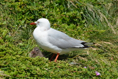 Chroicocephalus novaehollandiae novaehollandiae
