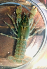 Lacunicambarus dalyae