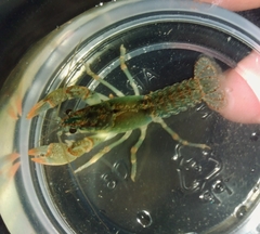 Lacunicambarus dalyae